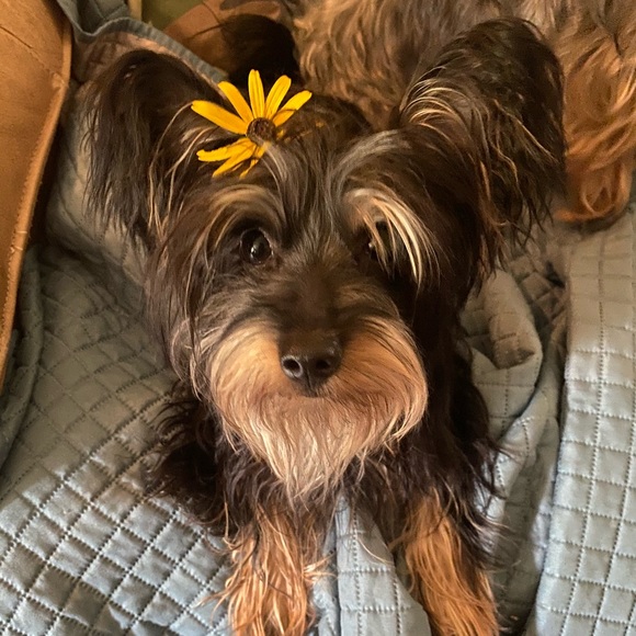 Meet your Posher, Samantha - Picture 2 of 2